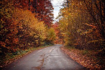 Obraz premium Serene Autumn Road Flanked by Colorful Foliage