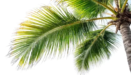 Rolgordijnen Palme isoliert auf weißen Hintergrund, Freisteller © oxie99