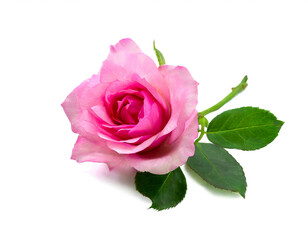 pinke rose isoliert auf weißen Hintergrund, Freisteller
