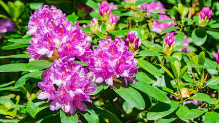 Blooming rhododendron photo. Azalea. Sunny day in the park with greenery. Spring/Summer scene. 8 march. Women's Day. Greetings. Ideal for celebrating women amidst nature's beauty..