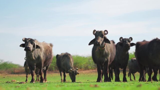 Herd of Indian buffalos at green farm in Sukhpar Village, Kutch, India. Buffalos in outdoor natural background. Livestock and domestic animals concept. Buffalos in meadows during summer 