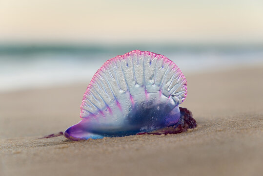 Portuguese man o' war, Physalia physalis, washed on the sandy beach