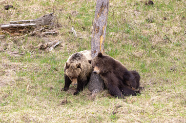 Pair of Grizzly Bears in Yellowstone National Park Wyoming in Spring