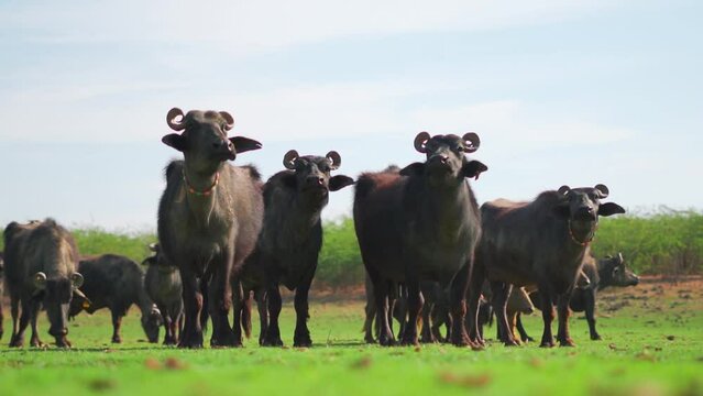 Herd of buffalos standing in farm at Kutch, Gujarat, India. Livestock in farm. Domestic Asian buffalo, used in agriculture and milk production. Cattle on green meadows. 