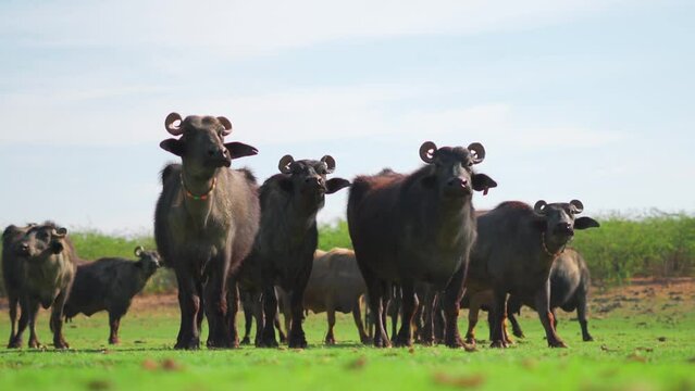 Herd of Indian buffalos standing at green farm in Sukhpar Village, Kutch, India. Buffalos in outdoor natural background. Livestock and domestic animals concept. Buffalos in meadows during summer 