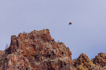 Wildlife birds, vulture in the sky