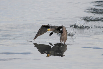 Big cormorant takeoff