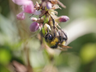 European bee sucking pollen and nectar