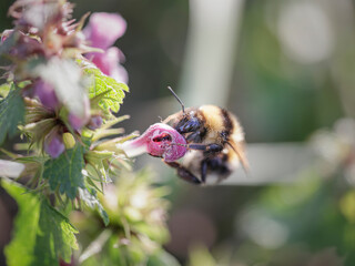 European bee sucking pollen