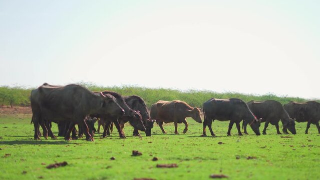 4K shot of Indian buffalos grazing in green meadows at Banni Grasslands Reserve, Gujarat. Agriculture and livestock concept. Cattles in green farm. Healthy Domestic animals at outdoors.