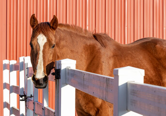 A chestnut Thoroughbred horse looking over a white board fence next to a red shed.