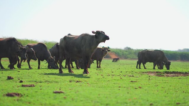 4K shot of Indian buffalos grazing in green meadows at Kutch, Gujarat, India. Agriculture and livestock concept. Cattles in green farm. Healthy Domestic animals at outdoors.