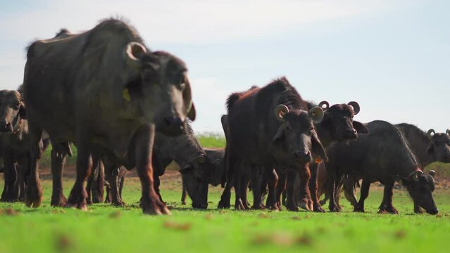 4K shot of Indian buffalos grazing in green meadows at Banni Grasslands Reserve, Gujarat. Agriculture and livestock concept. Cattles in green farm. Healthy Domestic animals at outdoors.