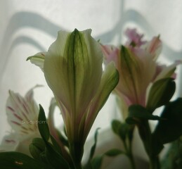 Obraz premium 花 アルストロメリア