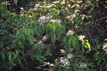Wildflowers on the water's edge, white flowers Wild flowers that can be seen along natural streams

