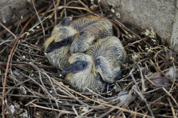 baby pigeon baby pigeon sleeping