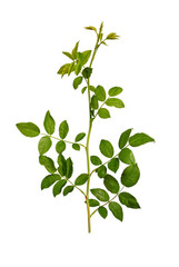 A rosehip branch isolated on a white background. Green rosehip leaves on a stem. Elements for creating designs, cards, patterns, floral arrangements, frames, wedding cards and invitations.