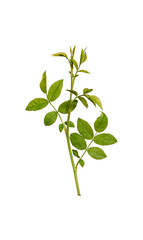 A rosehip branch isolated on a white background. Green rosehip leaves on a stem. Elements for creating designs, cards, patterns, floral arrangements, frames, wedding cards and invitations.