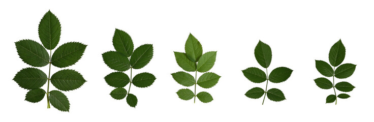 Botanical Collection. Green rosehip leaves isolated on white background. Elements for creating designs, cards, patterns, floral arrangements, frames, wedding cards and invitations.