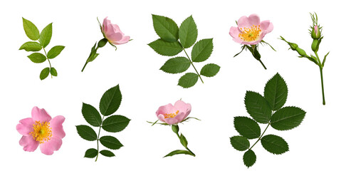 Botanical Collection. Set of leaves and flowers of rosehip isolated on white background. Set for creating floral arrangements, cards, wedding invitations, designs, collages, floral frames.