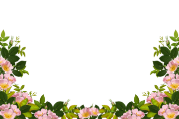 Floral arrangement of rosehip flowers and leaves. Frame of pink rosehip flowers. Design element to create collage or design, wedding cards and invitations. Background overlay.