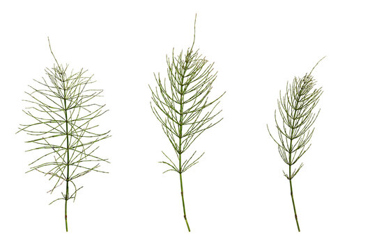 Botanical Collection. Horsetail (Equisetum arvense) isolated on a white background.