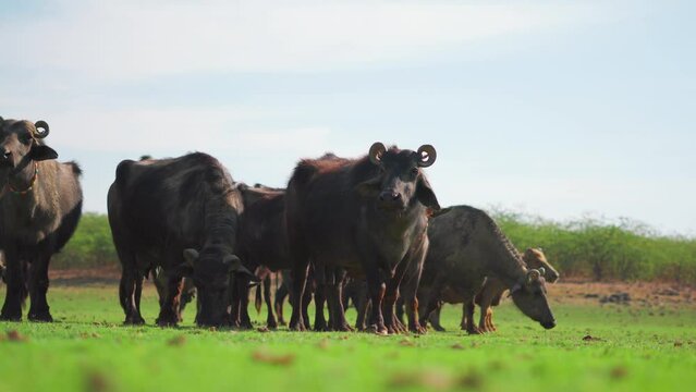 Buffalos grazing grass on green meadow in Banni Grasslands Reserve of Kutch, India. Ecosystem environment conservation, biology diversity, wilderness. 4K video.  Herd of Indian Buffalo grazing.