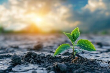 A plant sprouts from the earth with the sun shining in the background, showcasing the beginning of new growth, Biotech designed to fight climate change, AI Generated