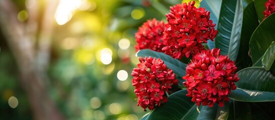 Close-up photo of a stunning crimson rata plant outdoors in a tropical backyard. - obrazy, fototapety, plakaty