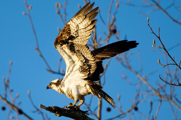 Osprey with prey