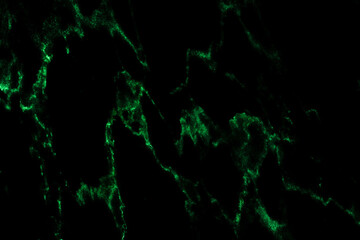 Black marble green pattern luxury texture for do ceramic kitchen light white tile background stone wall granite floor natural seamless style vintage for interior decoration and outside.

