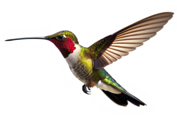 hummingbird isolated on transparent background