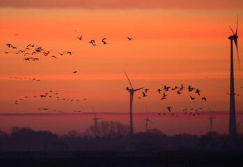 An image of wind turbines in a field at sunrise, in winter