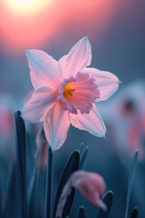 Pink daffodil flower in the mist and fog, vertical background