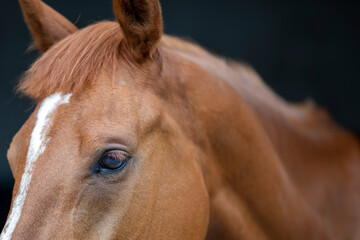  Race Horse In the Barn, Horse Eye detail