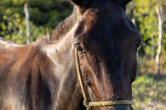 Close-up of a huge brown horse in the field. Animal for tasks with brown fur.