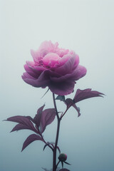 Purple peony flower blossom in the mist and fog, vertical background