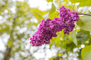 Obraz premium Lilac flowers blossom. Blooming of spring flowers.