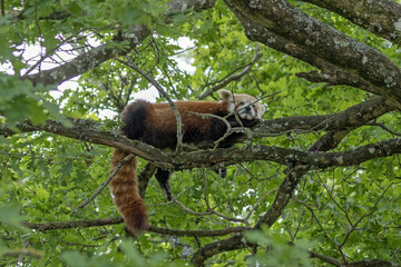 Panda roux dans un arbre