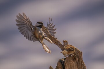 Chickadee in flight in Winter