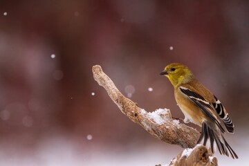Goldfinch perched on a branch