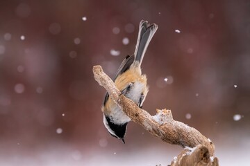 Chickadee on a branch in snowfall