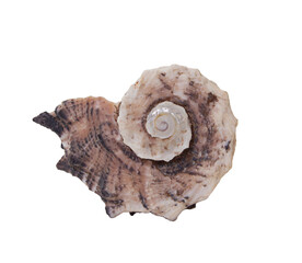 Marine swirl sea shell on white isolated background. Vacation, travel concept. Cut out design element. Copy space