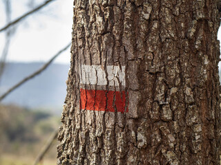 Fototapeta premium GR road marking mark on tree bark with autumn forest background