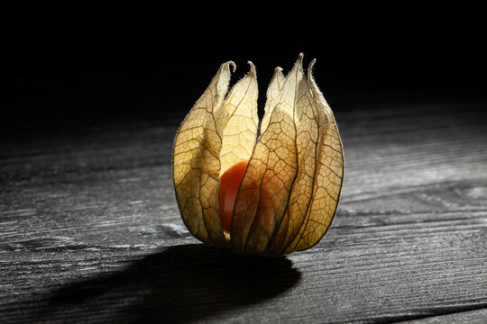 one physalis on wood background
