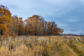Fototapeta premium Colorful autumn nature, oak grove