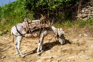 White Domestic Donkey (Equus asinus )saddled in an old, traditional packsaddle. Albania, Europe