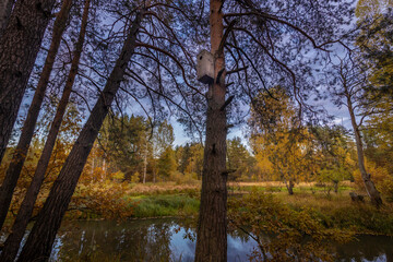 Birdhouse on a pine tree, in the forest, autumn landscape, forest on the river bank with reflection in calm water.