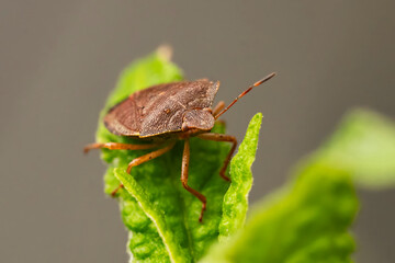 Macro photograph of Otiorhynchus sulcatus (Vine Weevil). Native to Europe but common in North America as well. It is a pest of many garden plants