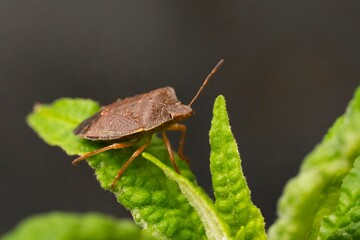 Macro photograph of Otiorhynchus sulcatus (Vine Weevil). Native to Europe but common in North America as well. It is a pest of many garden plants